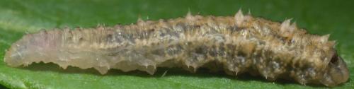 Réf. 232 674 : Eupeodes luniger